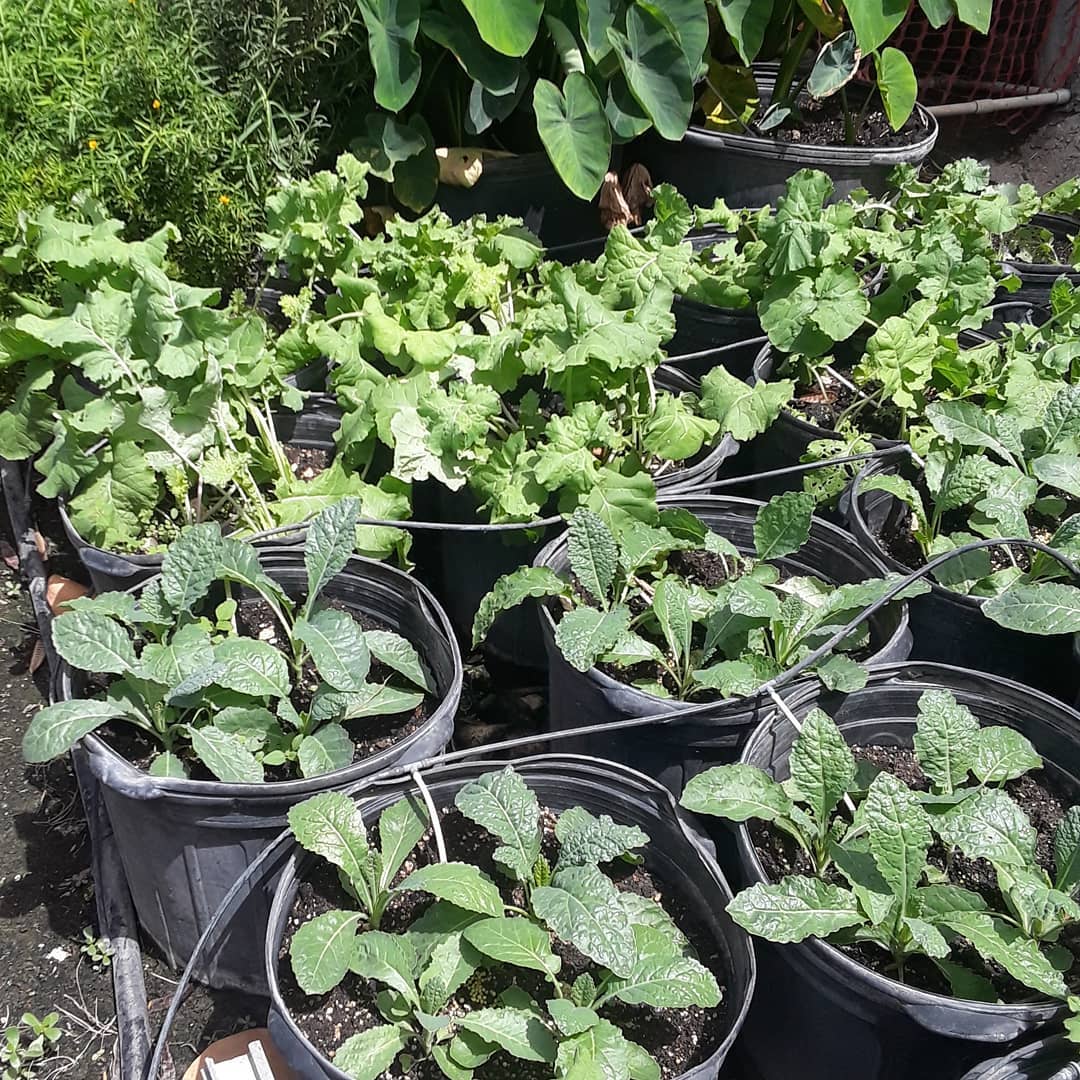 Seedburst Nurseries Ltd (S B N Plants) photo 2