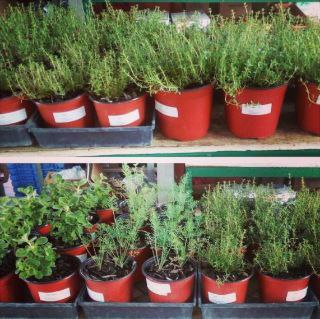 Seedburst Nurseries Ltd (S B N Plants) photo 7