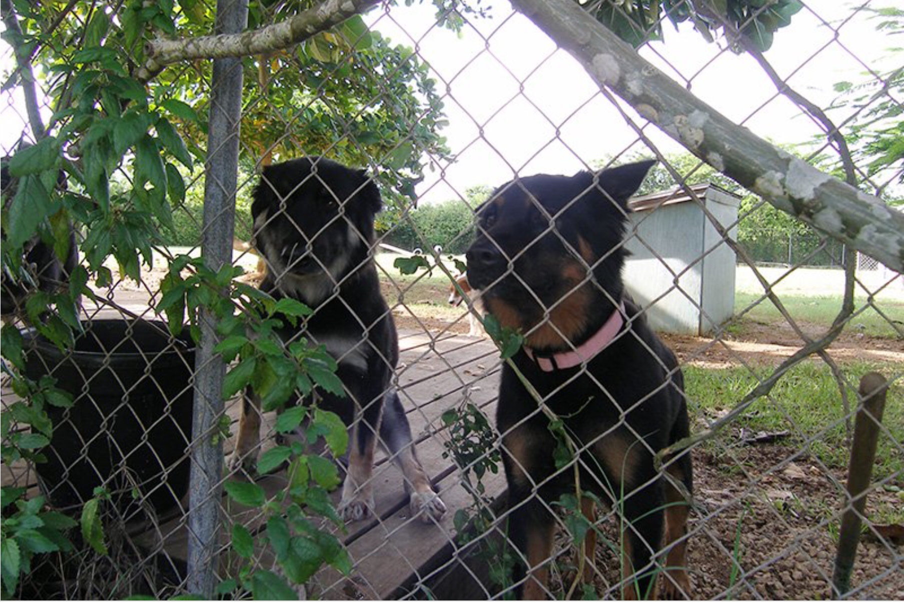 Cayman Pet Paradise Ltd-Cheval Ranch photo 6