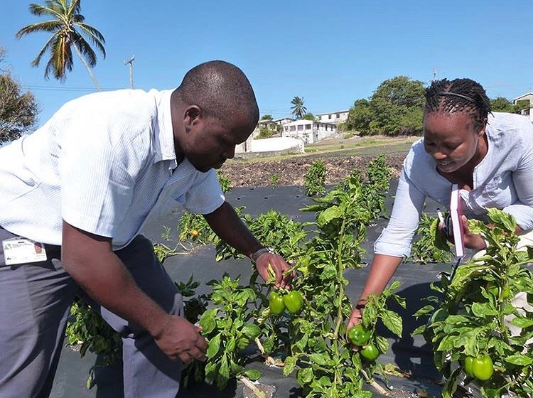 Barbados Agricultural Development & Marketing Corporation (BADMC) photo 5