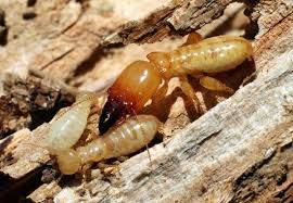 Tobago Pest Specialist photo 3