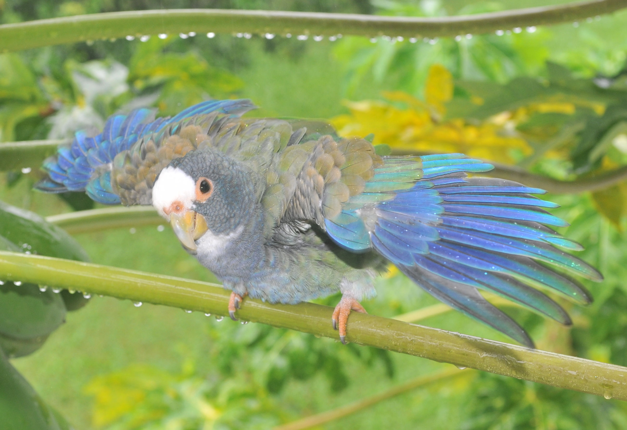 Belize Bird Rescue photo 7