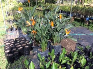 St Thomas Plants Nursery photo 2