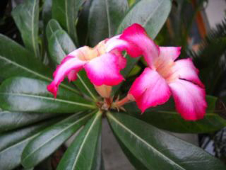 Tropical Foliage Ltd photo 2