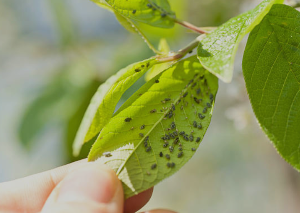 Central Pest Control photo 6