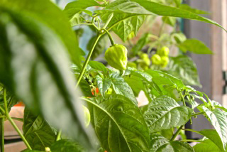 Agreene Solution photo 2