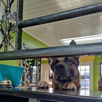 Animedics Pet Hospital photo 2