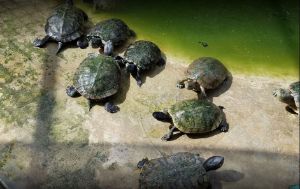 Black River Safari photo 2