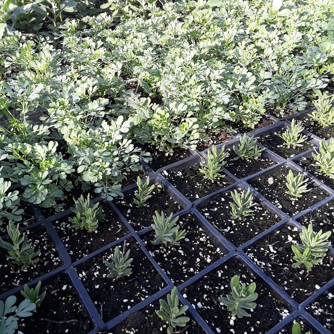 Seedburst Nurseries Ltd (S B N Plants) photo 6