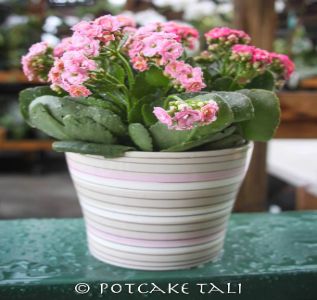 The Potting Shed photo 7