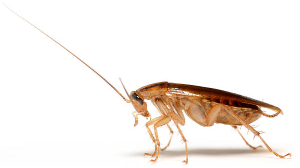 Central Pest Control photo 2