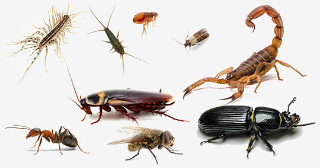 White Rose Pest Control Services photo 3