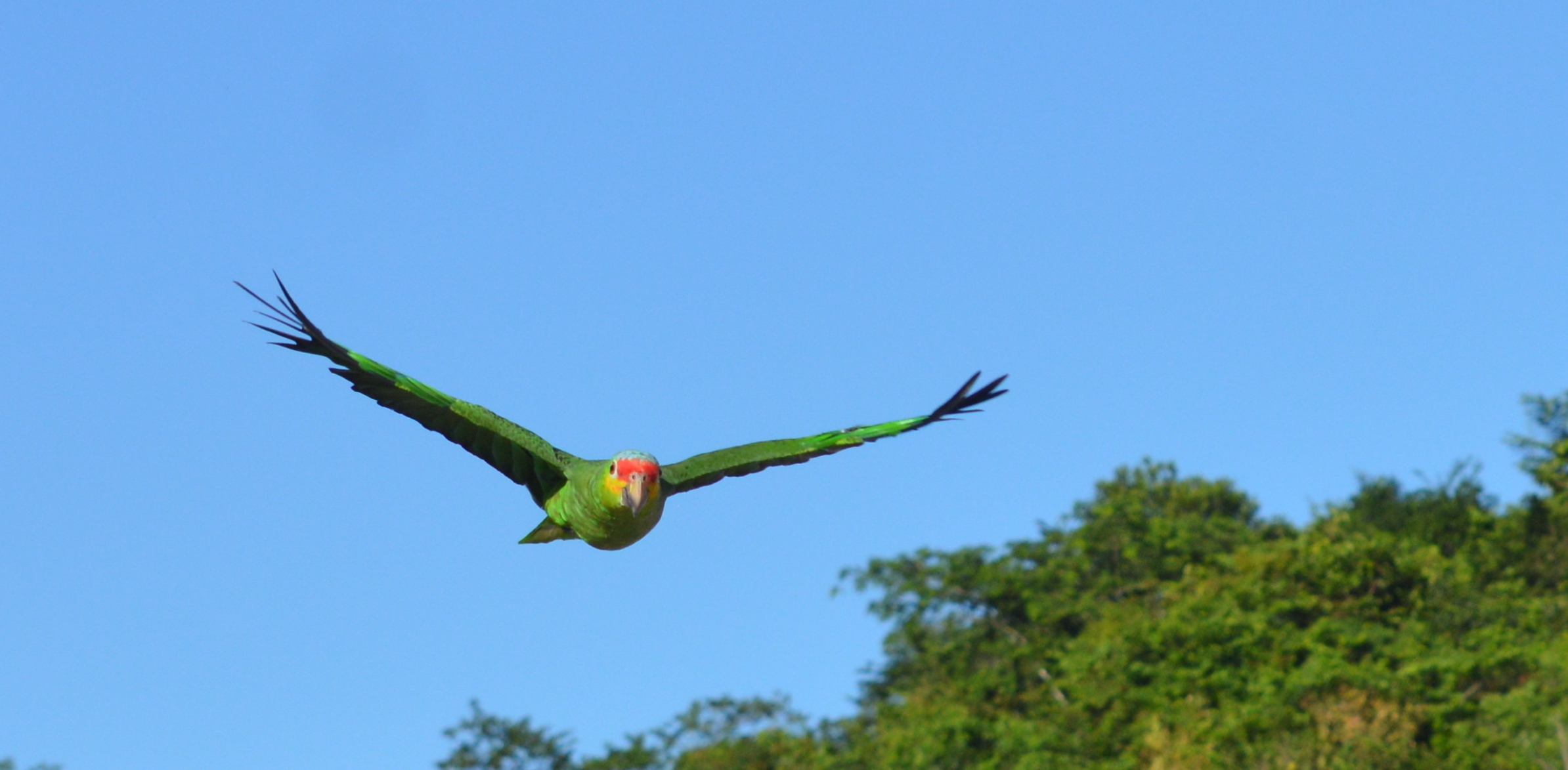 Belize Bird Rescue photo 9