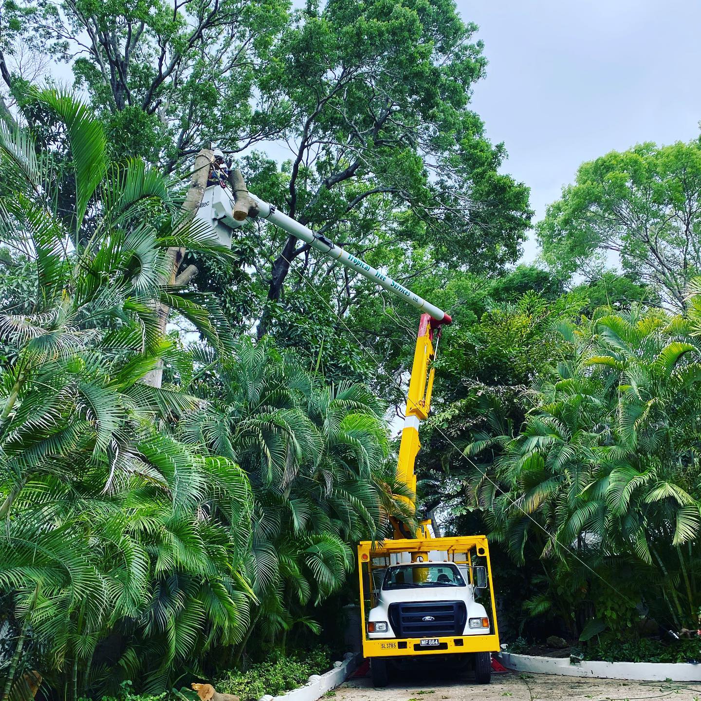 Tropical Tree Services photo 1