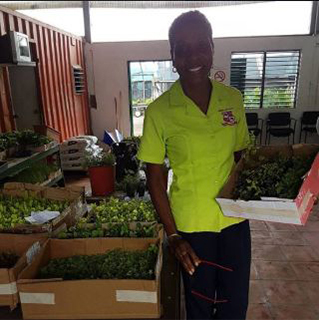 Seedburst Nurseries Ltd (S B N Plants) photo 8