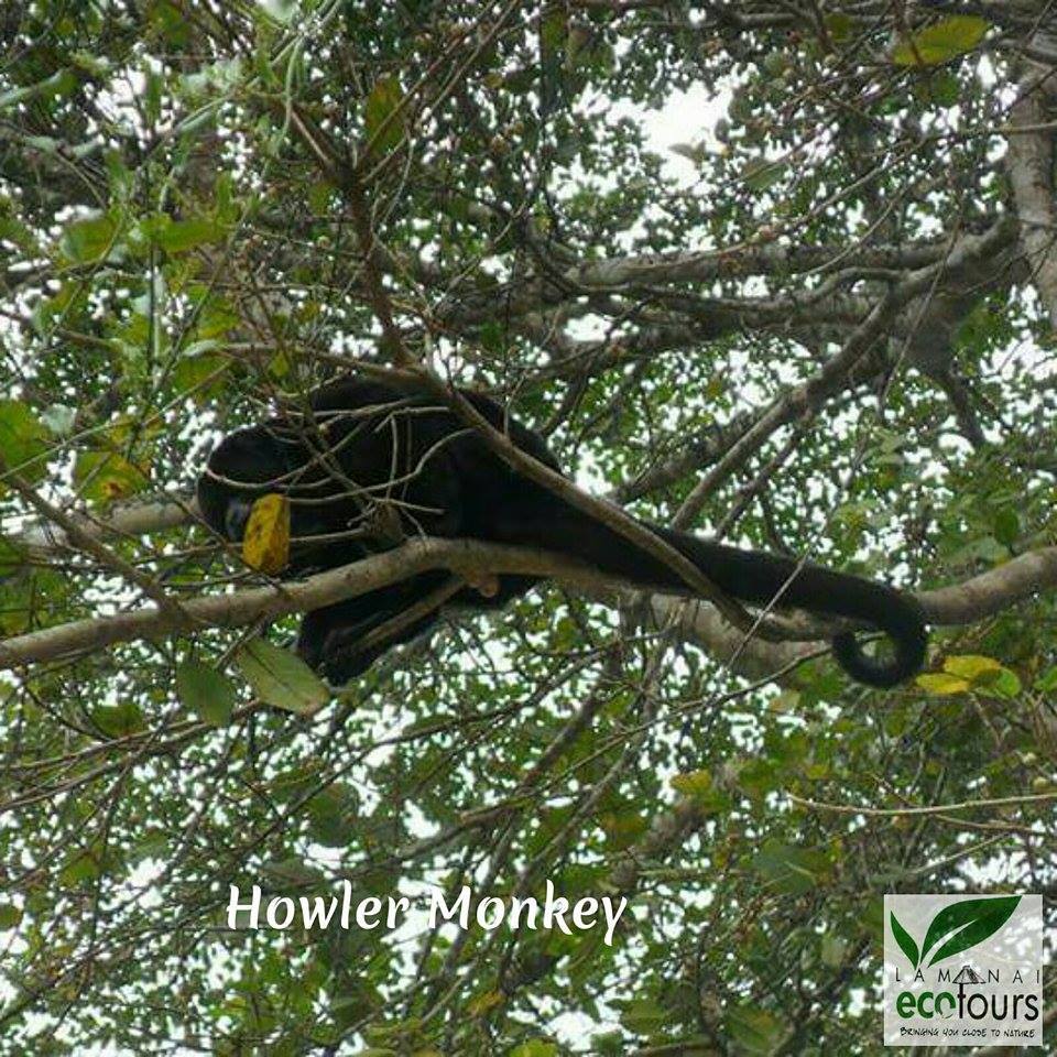 Lamanai Eco Tours photo 3