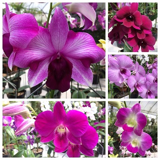 96 Orchid Garden Nursery photo 2