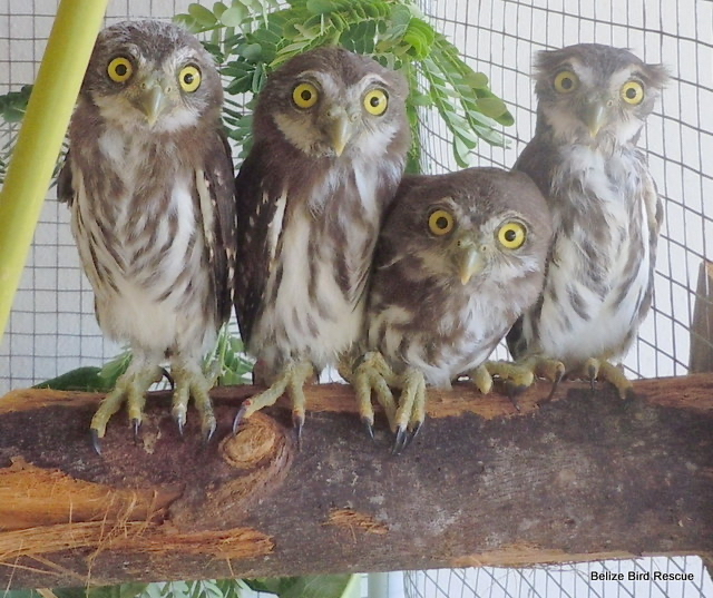 Belize Bird Rescue photo 4