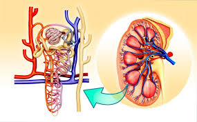 Kingston Urology photo 3