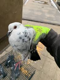 Integrated Pest Services Limited photo 2
