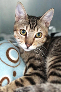 Island Veterinary Services photo 3
