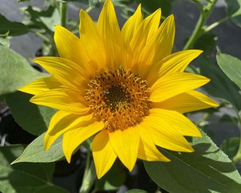 Landmark Nurseries Co Ltd photo 3
