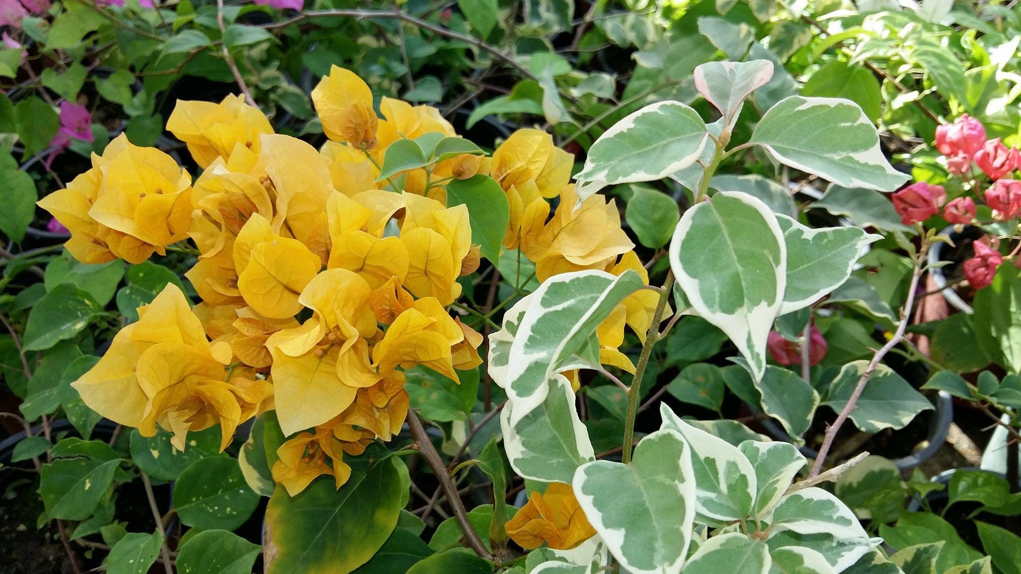Aranguez Nurseries photo 4