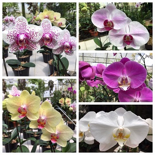 96 Orchid Garden Nursery photo 3