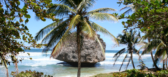 Island Safari (B'dos) Ltd photo 5