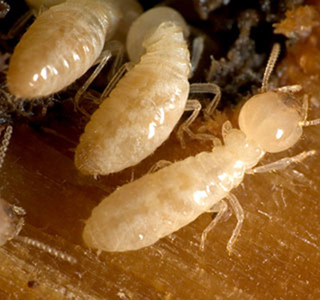 Omega Pest Control Ltd photo 2