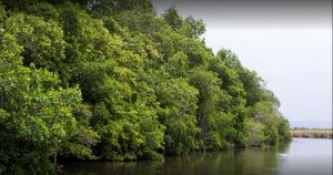 Black River Safari photo 3