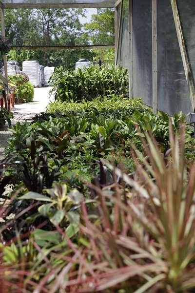 Vigoro Nursery & Landscaping photo 2