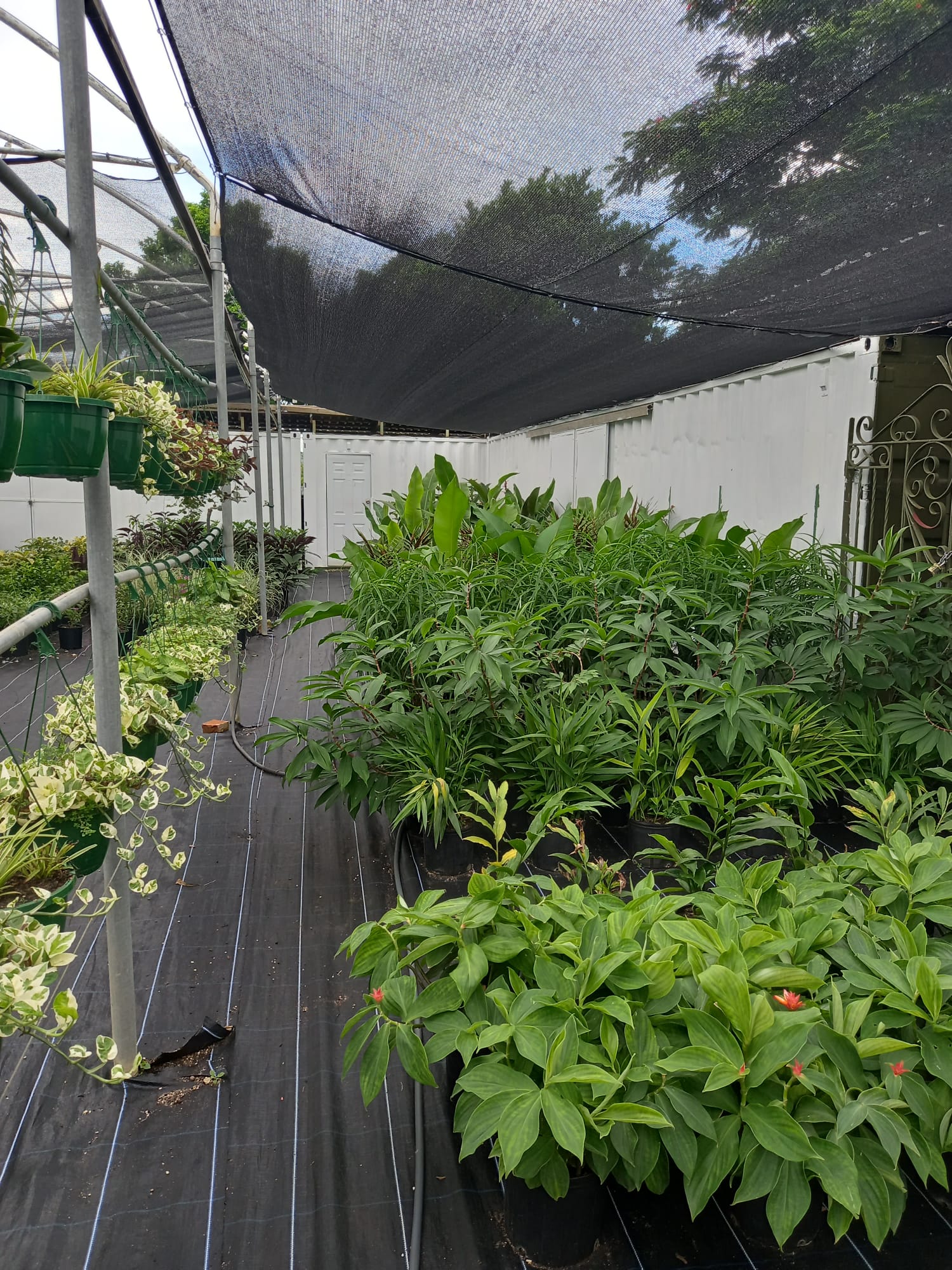 The Garden Shed photo 4