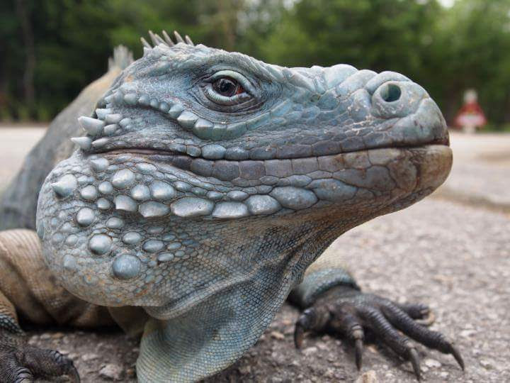 Queen Elizabeth II Botanic Park photo 2