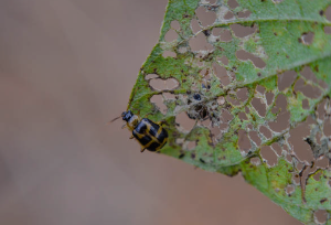 Central Pest Control photo 5