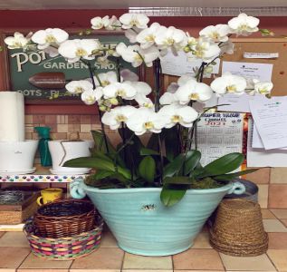 The Potting Shed photo 3