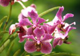 Orchid World & Tropical Flower Garden photo 3