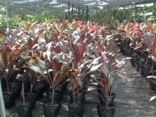 St Thomas Plants Nursery photo 6