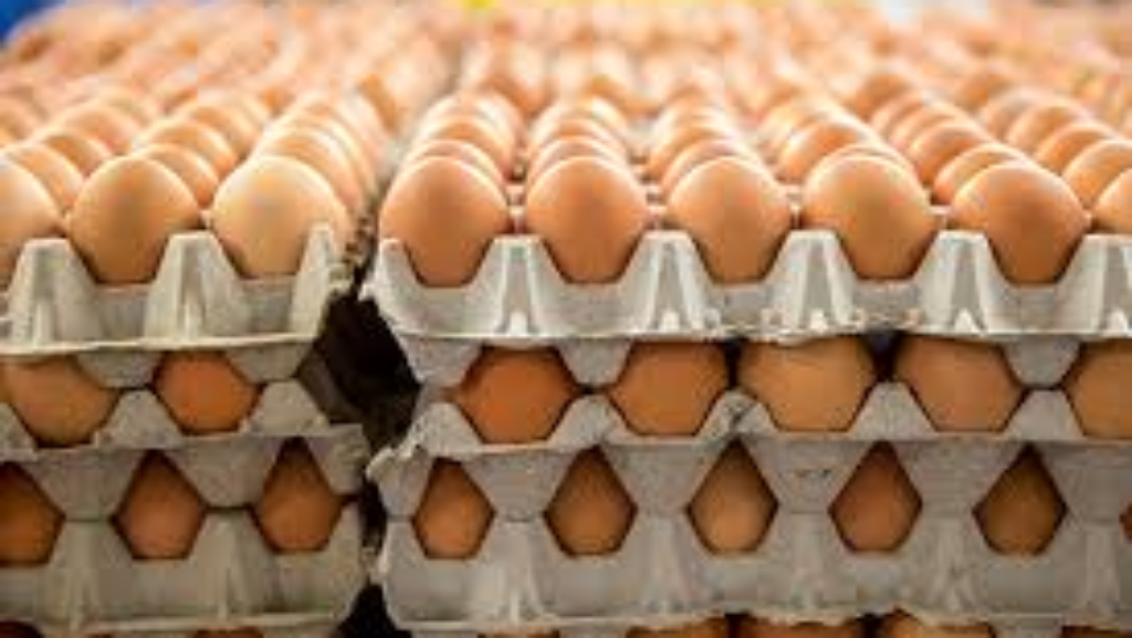 Jamaica Egg Services Ltd photo 2