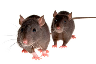 Innovative Exterminators Ltd photo 4