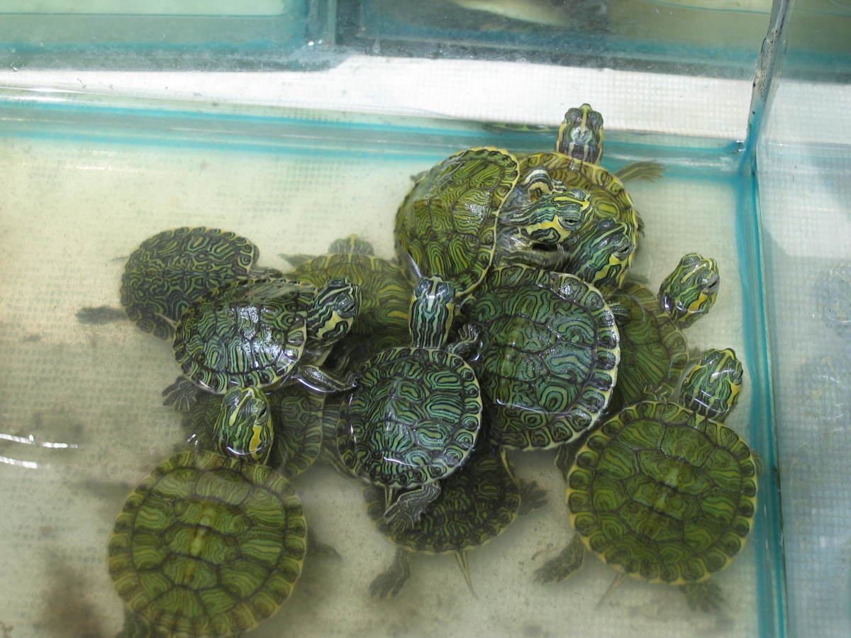 Arnel's Pet Supplies photo 3