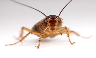 Omega Pest Control Ltd photo 4