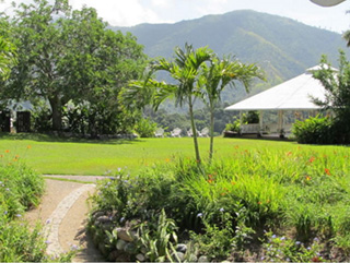 Craighton Estate Blue Mountain Coffee Tour photo 6