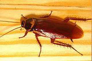 Bug Busters Ltd photo 4
