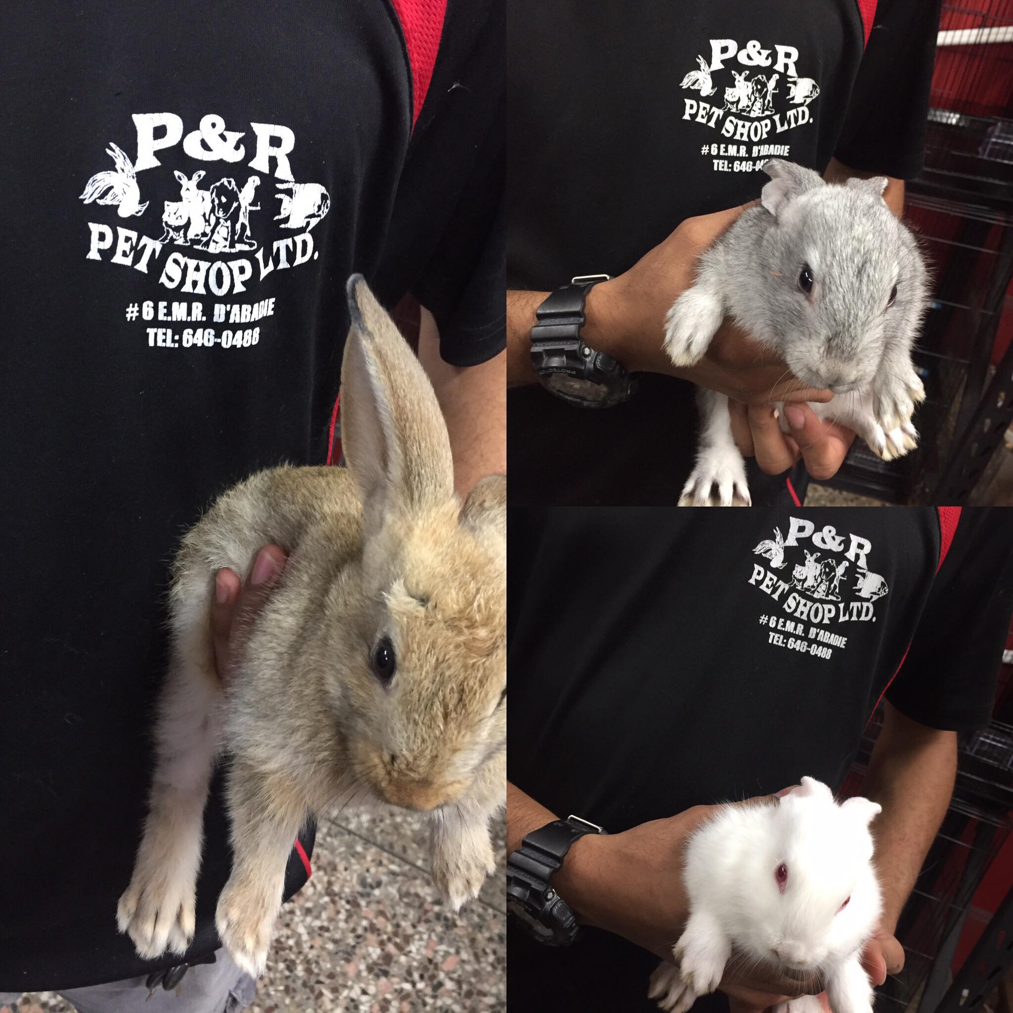 P & R Pet Shop Ltd photo 4