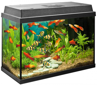 Tropical Aquariums & Supplies Ltd photo 4