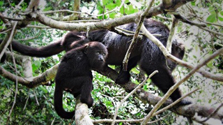 Community Baboon Sanctuary photo 4