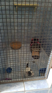 Cunupia Veterinary Clinic Ltd photo 3