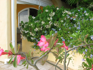 Rain Landscape And Property Development photo 3