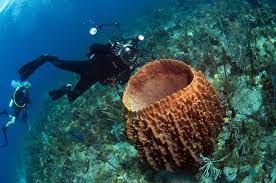 Dive St Kitts photo 3